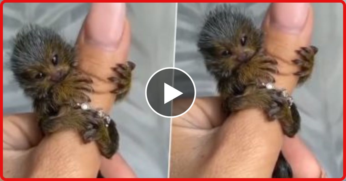Pygmy Marmosets: उंगली पर आराम से बैठ जाता है दुनिया का यह सबसे छोटा बंदर, Viral Video देखकर नहीं होगा यकीन