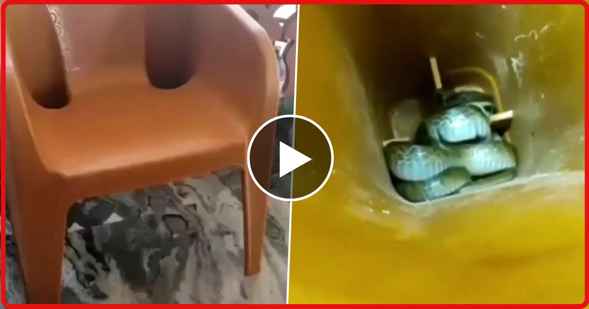 कुर्सी के अंदर छिपकर बैठा था खतरनाक कोबरा, जैसे ही दादा जी ने बैठा हो गया कल्याण